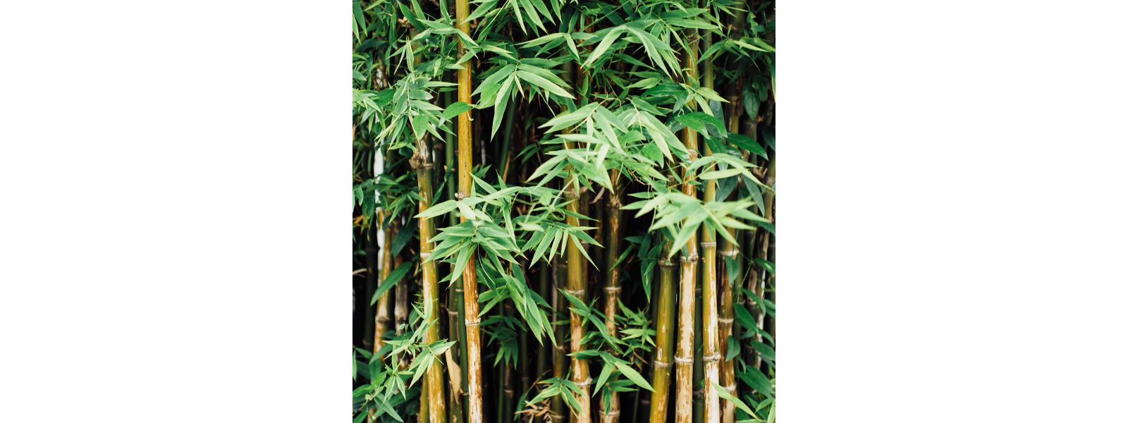 Det bredygtige valg er at vlge bambus